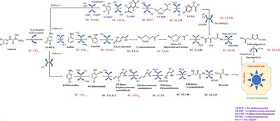 Strategies for Enhancing in vitro Degradation of Linuron by Variovorax sp. Strain SRS 16 Under the Guidance of Metabolic Modeling